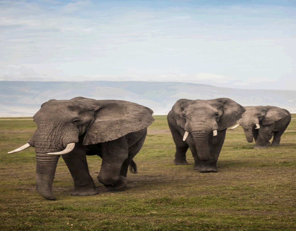 Masai Mara Safari Packages - Bush and Beach Kenya